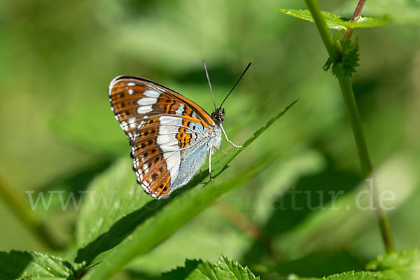 Kleiner Eisvogel (Limenitis camilla)