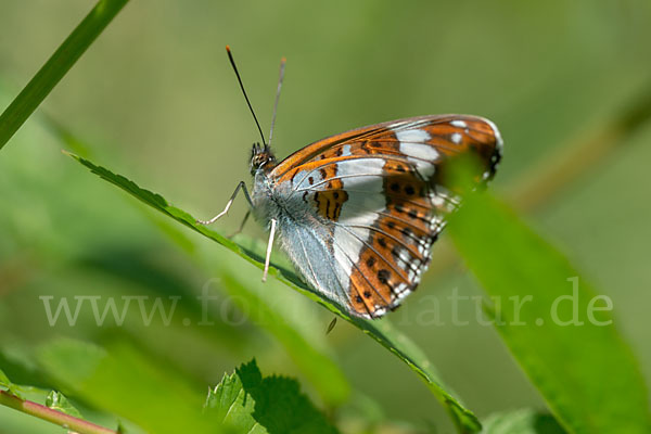 Kleiner Eisvogel (Limenitis camilla)