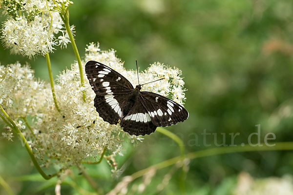 Kleiner Eisvogel (Limenitis camilla)