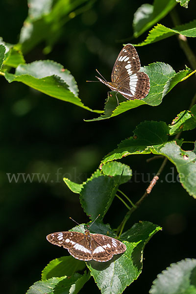 Kleiner Eisvogel (Limenitis camilla)