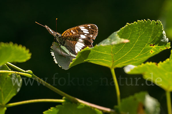 Kleiner Eisvogel (Limenitis camilla)