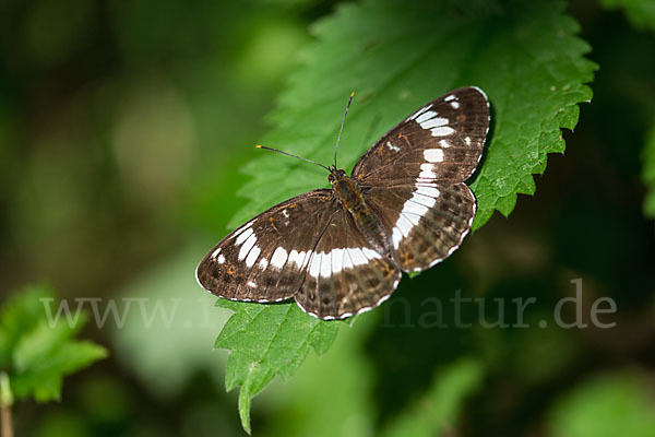 Kleiner Eisvogel (Limenitis camilla)