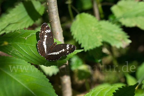 Kleiner Eisvogel (Limenitis camilla)