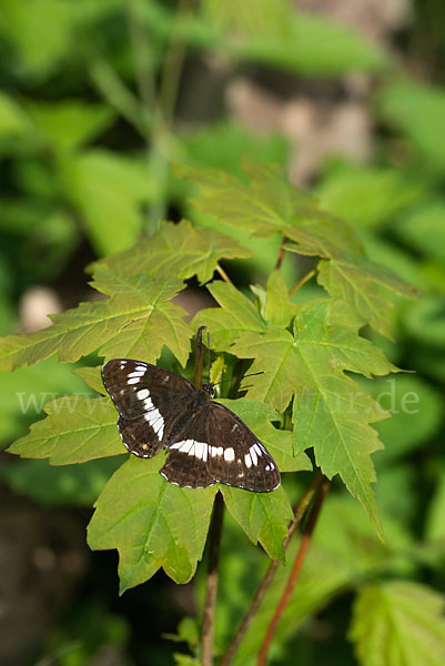 Kleiner Eisvogel (Limenitis camilla)