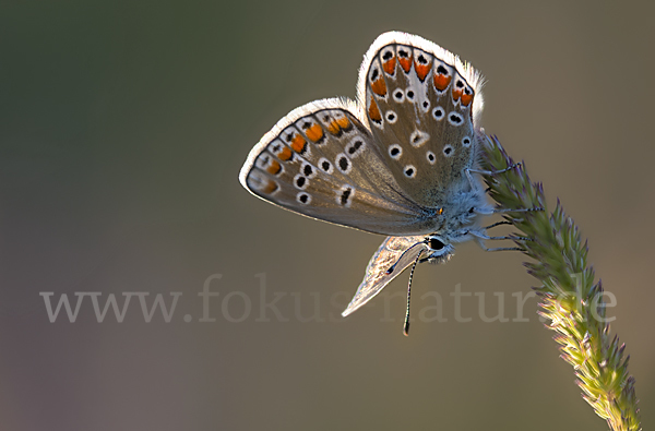 Kleiner Esparsettebläuling (Polyommatus thersites)