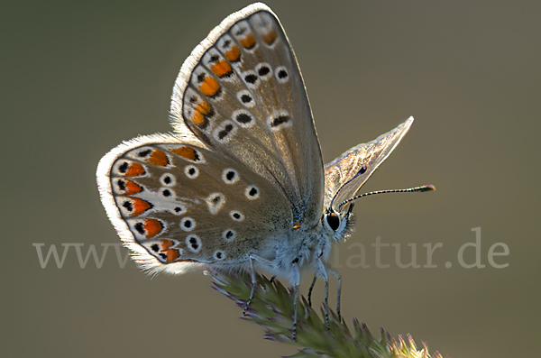 Kleiner Esparsettebläuling (Polyommatus thersites)