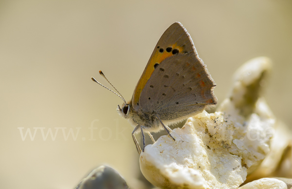 Kleiner Feuerfalter (Lycaena phlaeas)