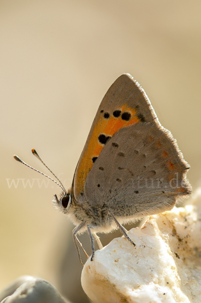 Kleiner Feuerfalter (Lycaena phlaeas)