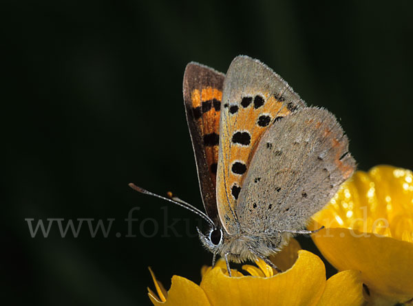 Kleiner Feuerfalter (Lycaena phlaeas)