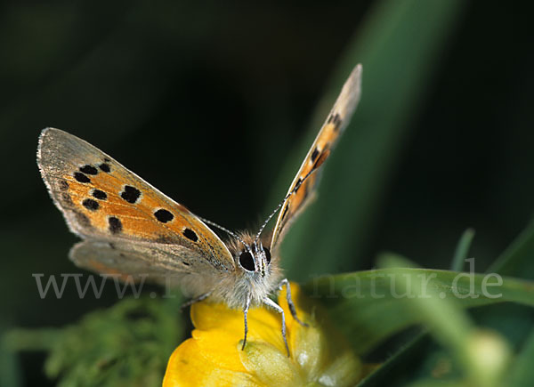 Kleiner Feuerfalter (Lycaena phlaeas)