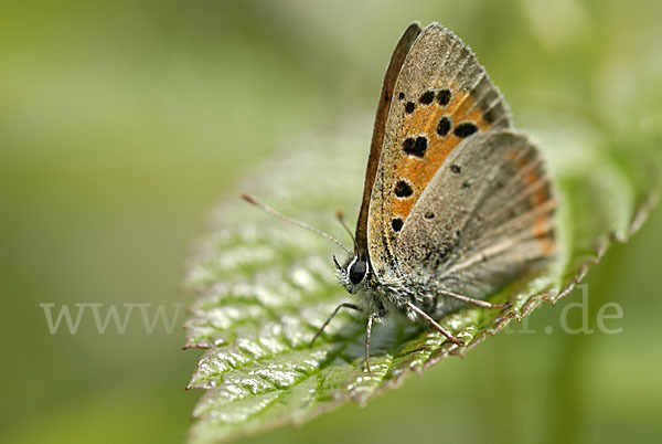 Kleiner Feuerfalter (Lycaena phlaeas)