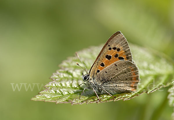 Kleiner Feuerfalter (Lycaena phlaeas)