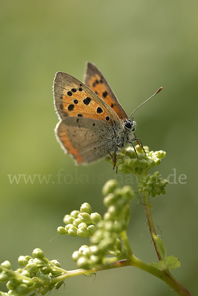 Kleiner Feuerfalter (Lycaena phlaeas)