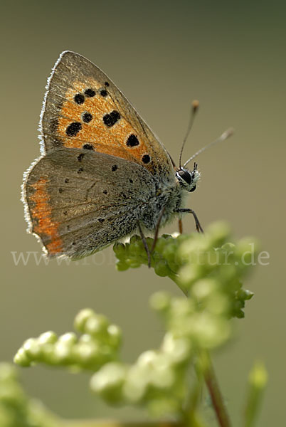 Kleiner Feuerfalter (Lycaena phlaeas)