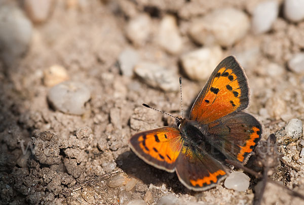 Kleiner Feuerfalter (Lycaena phlaeas)