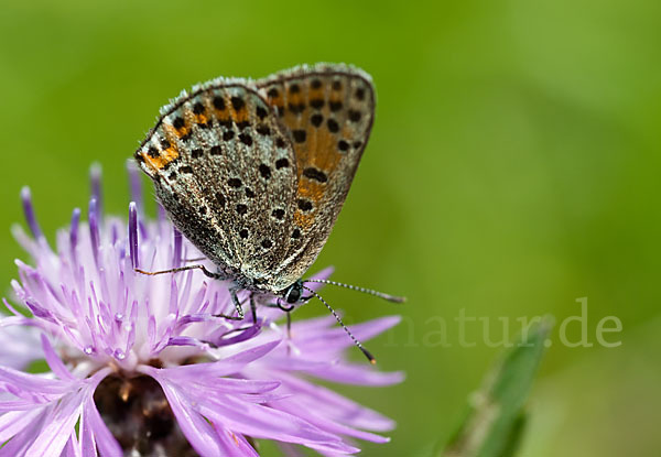 Kleiner Feuerfalter (Lycaena phlaeas)