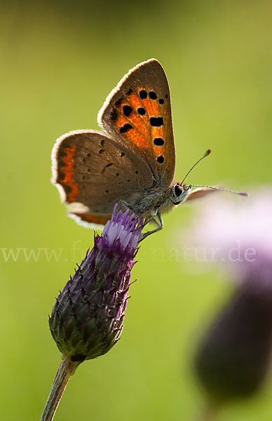 Kleiner Feuerfalter (Lycaena phlaeas)
