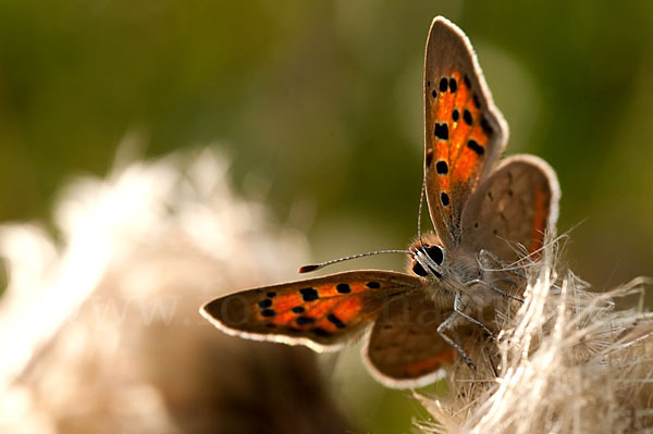 Kleiner Feuerfalter (Lycaena phlaeas)