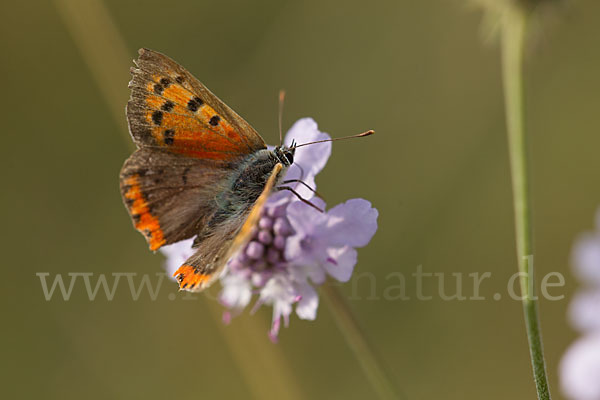 Kleiner Feuerfalter (Lycaena phlaeas)