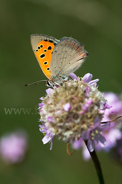 Kleiner Feuerfalter (Lycaena phlaeas)