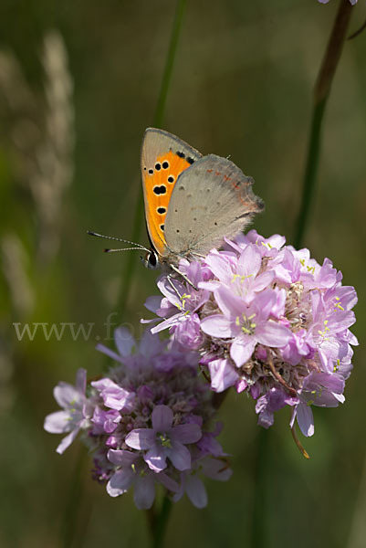 Kleiner Feuerfalter (Lycaena phlaeas)