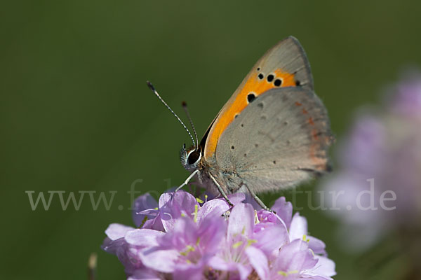 Kleiner Feuerfalter (Lycaena phlaeas)