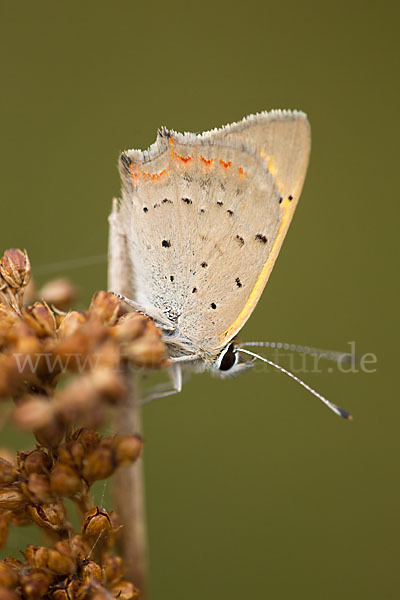 Kleiner Feuerfalter (Lycaena phlaeas)