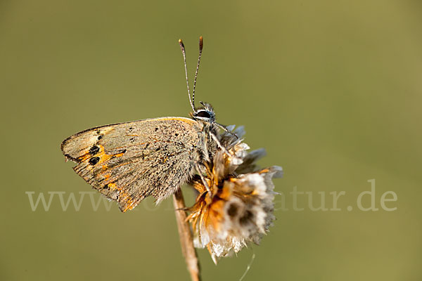 Kleiner Feuerfalter (Lycaena phlaeas)