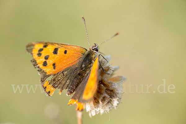 Kleiner Feuerfalter (Lycaena phlaeas)