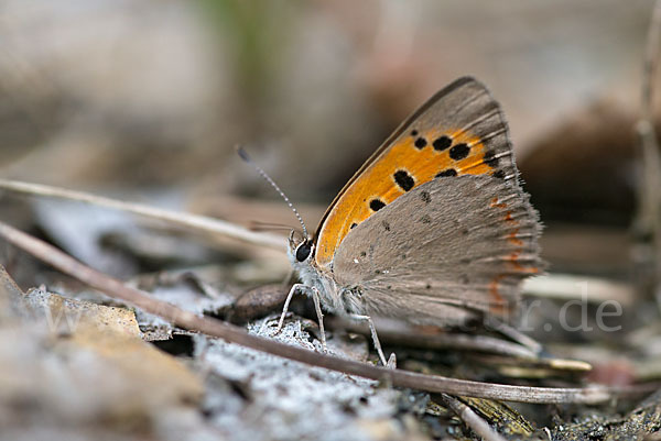 Kleiner Feuerfalter (Lycaena phlaeas)