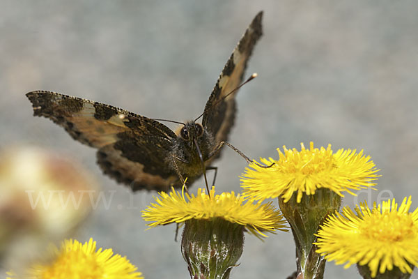 Kleiner Fuchs (Aglais urticae)