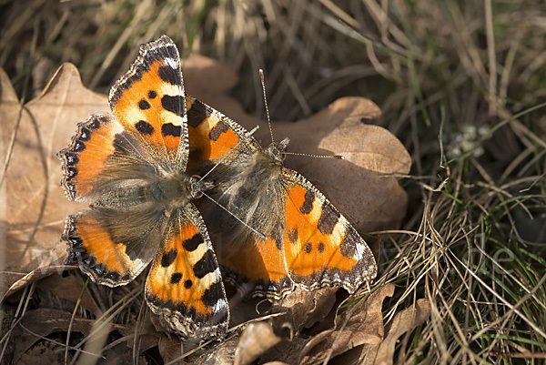 Kleiner Fuchs (Aglais urticae)