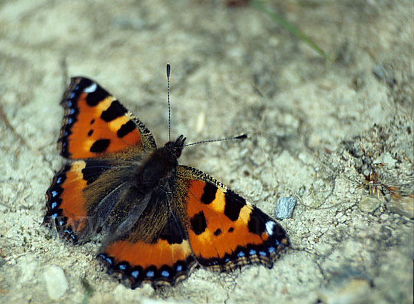 Kleiner Fuchs (Aglais urticae)