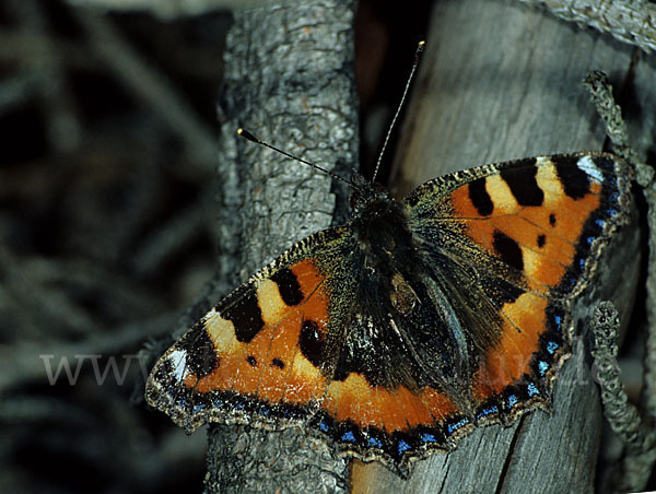 Kleiner Fuchs (Aglais urticae)