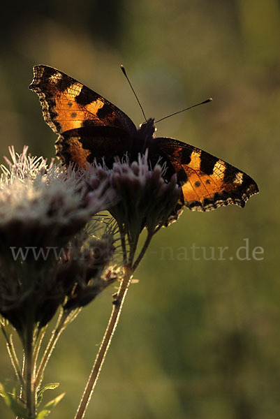 Kleiner Fuchs (Aglais urticae)