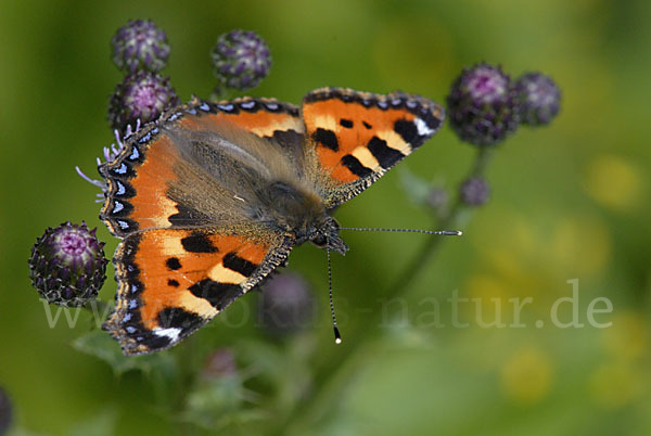 Kleiner Fuchs (Aglais urticae)