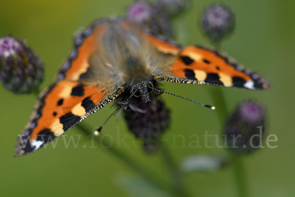 Kleiner Fuchs (Aglais urticae)