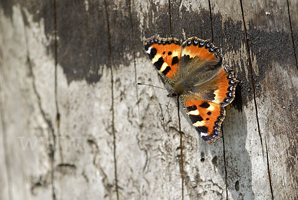 Kleiner Fuchs (Aglais urticae)