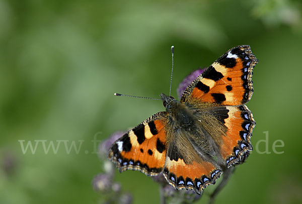 Kleiner Fuchs (Aglais urticae)