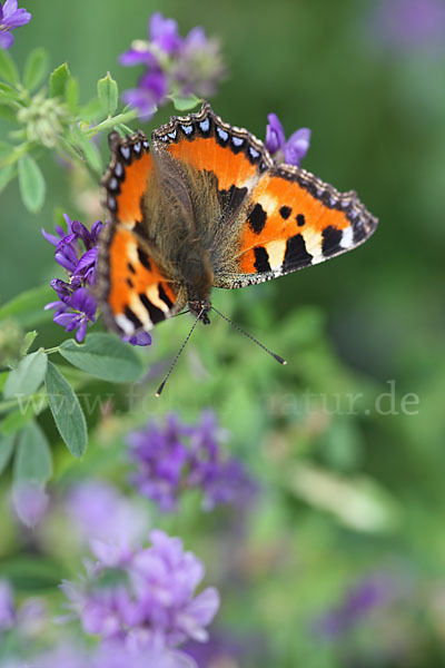 Kleiner Fuchs (Aglais urticae)