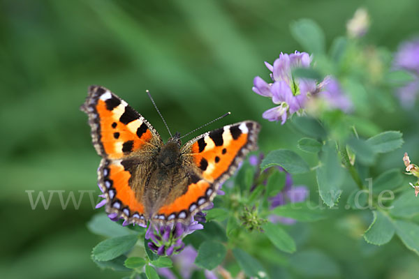 Kleiner Fuchs (Aglais urticae)