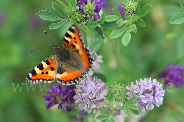 Kleiner Fuchs (Aglais urticae)