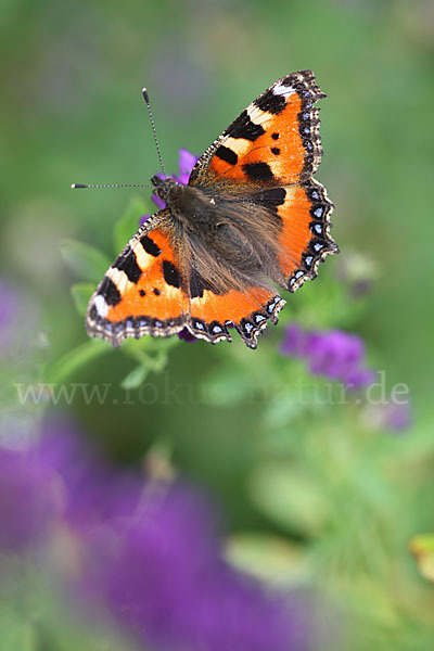 Kleiner Fuchs (Aglais urticae)