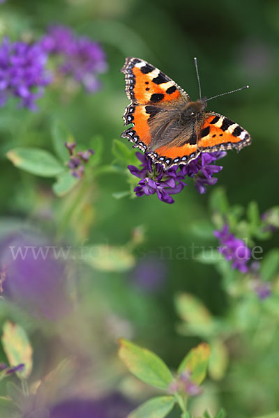 Kleiner Fuchs (Aglais urticae)