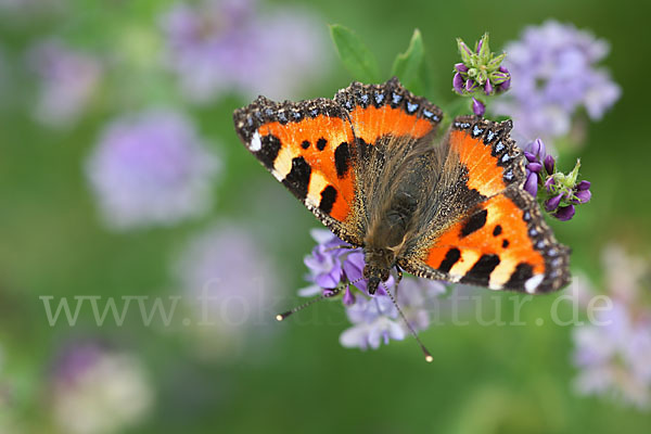 Kleiner Fuchs (Aglais urticae)