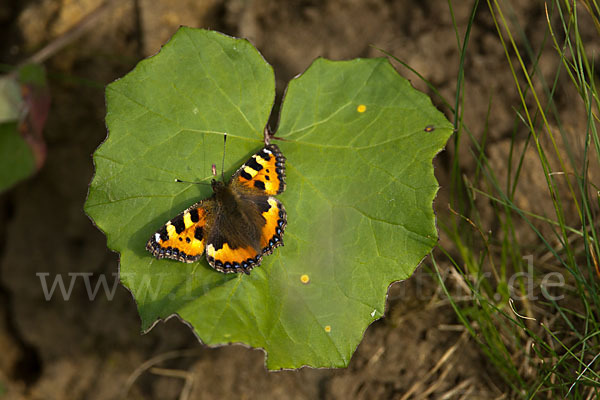 Kleiner Fuchs (Aglais urticae)