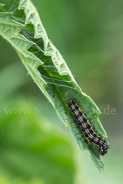 Kleiner Fuchs (Aglais urticae)