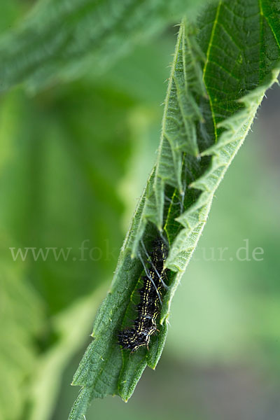 Kleiner Fuchs (Aglais urticae)