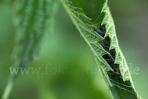 Kleiner Fuchs (Aglais urticae)