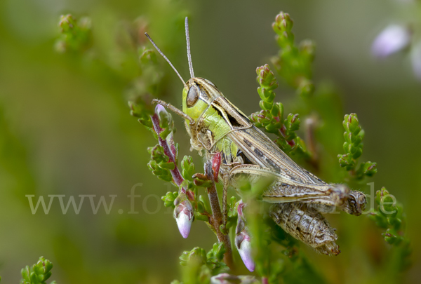 Kleiner Heidegrashüpfer (Stenobothrus stigmaticus)